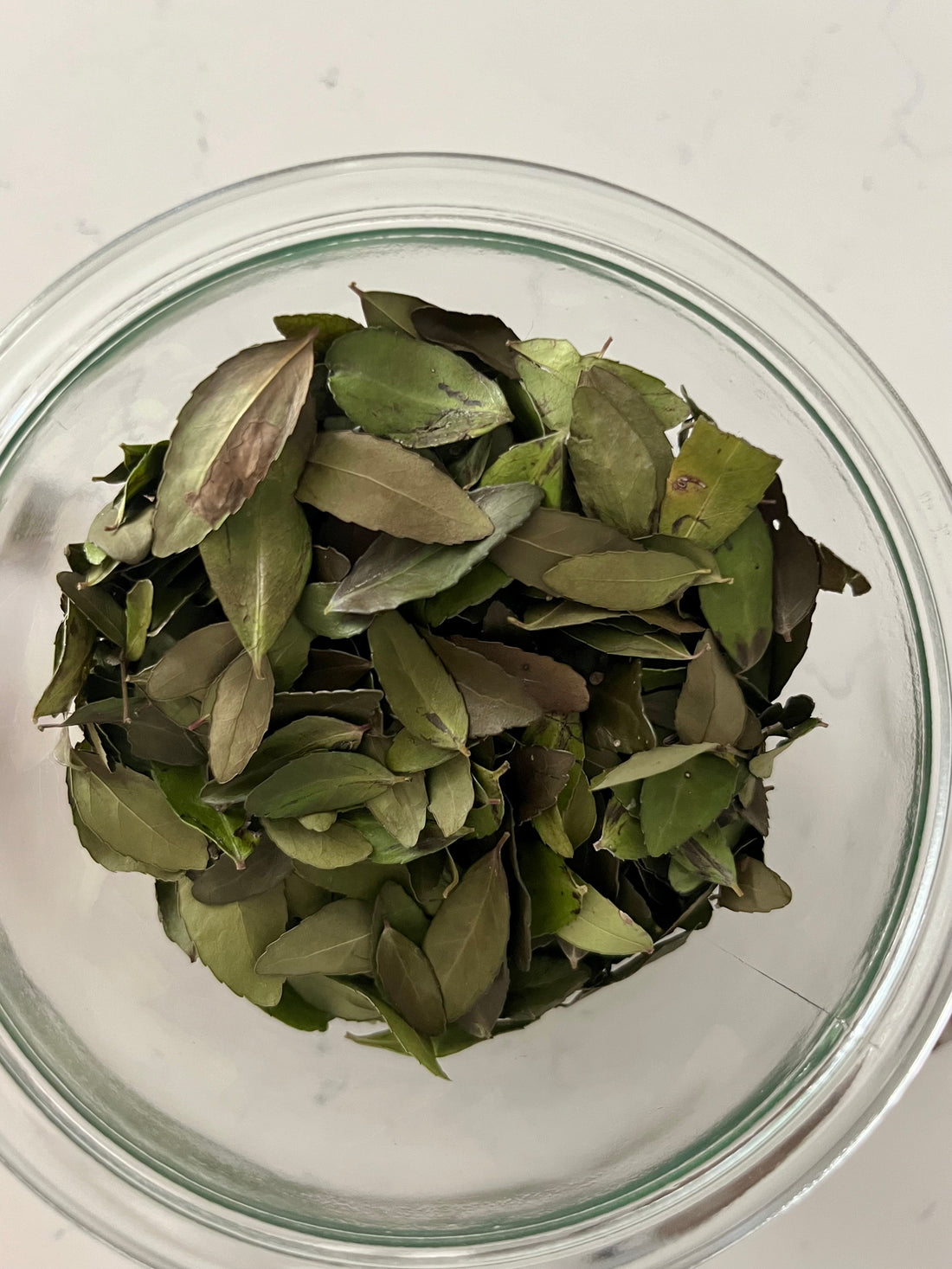 Yaupon Holly